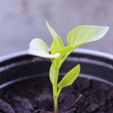 Kdy zasadit pepř pro sazenice v roce 2022 + termíny setí v příznivý...